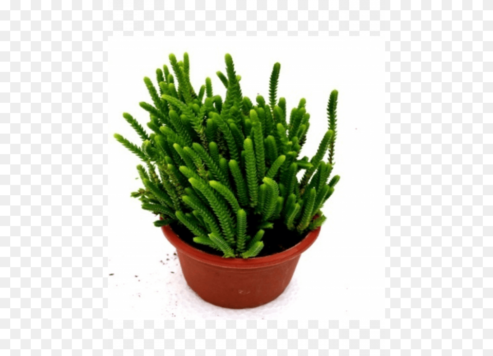 Plants, Plant, Cactus Free Png Download