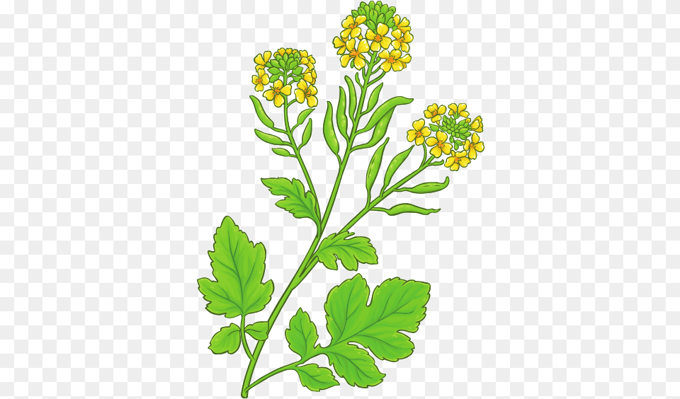 Plants, Apiaceae, Flower, Leaf, Plant Free Transparent Png