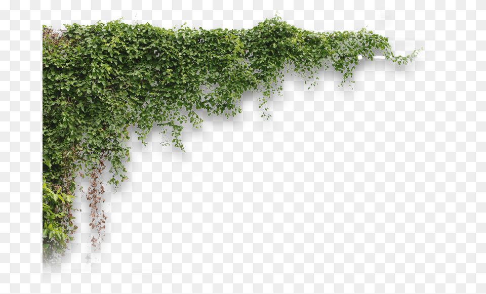 Plants, Vine, Plant, Ivy, Vegetation Free Transparent Png