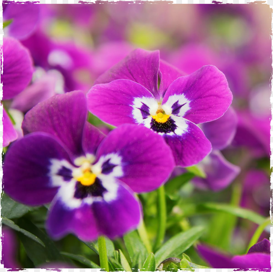 Plants, Flower, Geranium, Plant, Purple Png