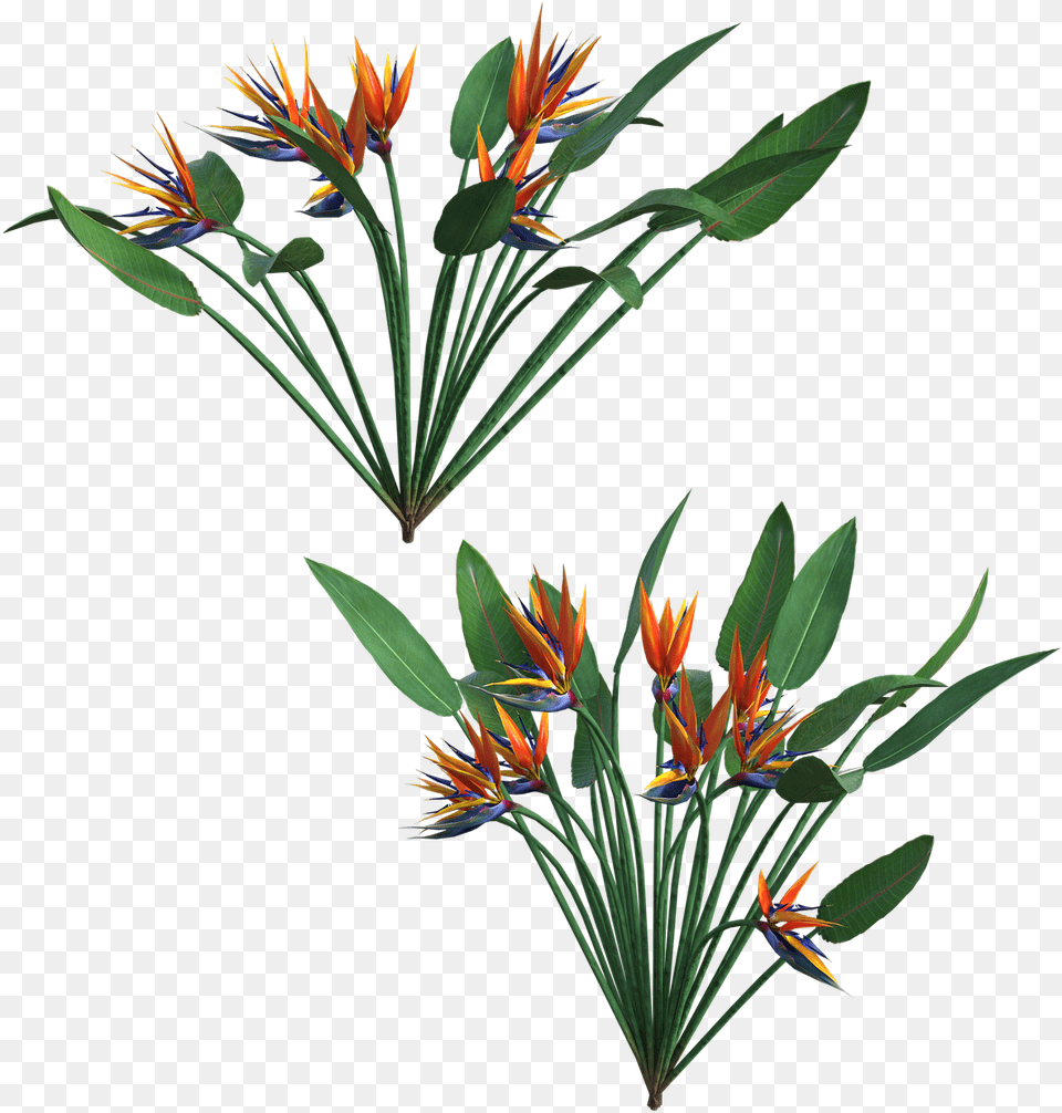 Plants, Flower, Flower Arrangement, Plant, Pattern Free Transparent Png