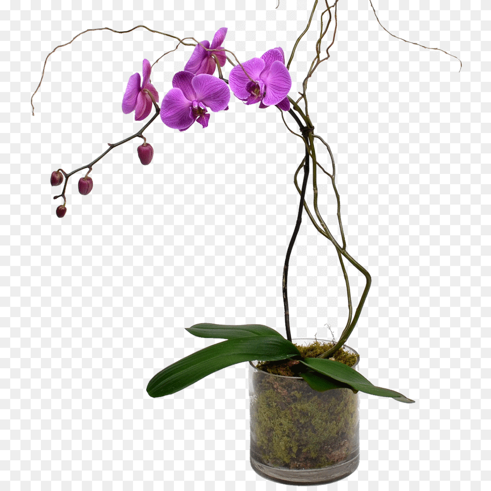 Plants, Flower, Flower Arrangement, Ikebana, Orchid Png Image