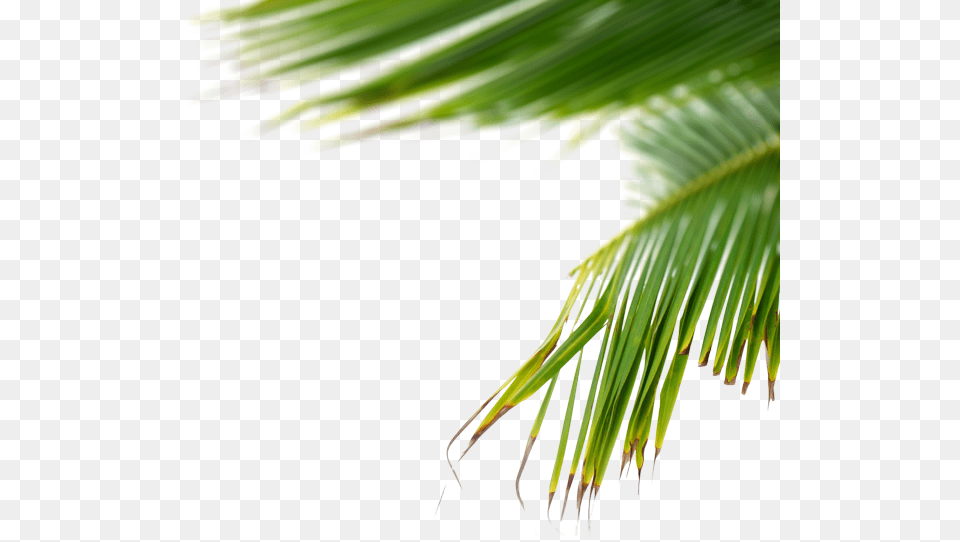 Plants, Leaf, Palm Tree, Plant, Summer Png