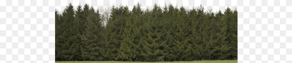 Plants, Conifer, Fir, Pine, Plant Free Png