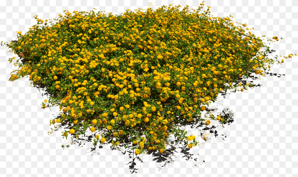 Plants Amp Flowers Images Flower Top View, Plant, Vegetation, Bush Png