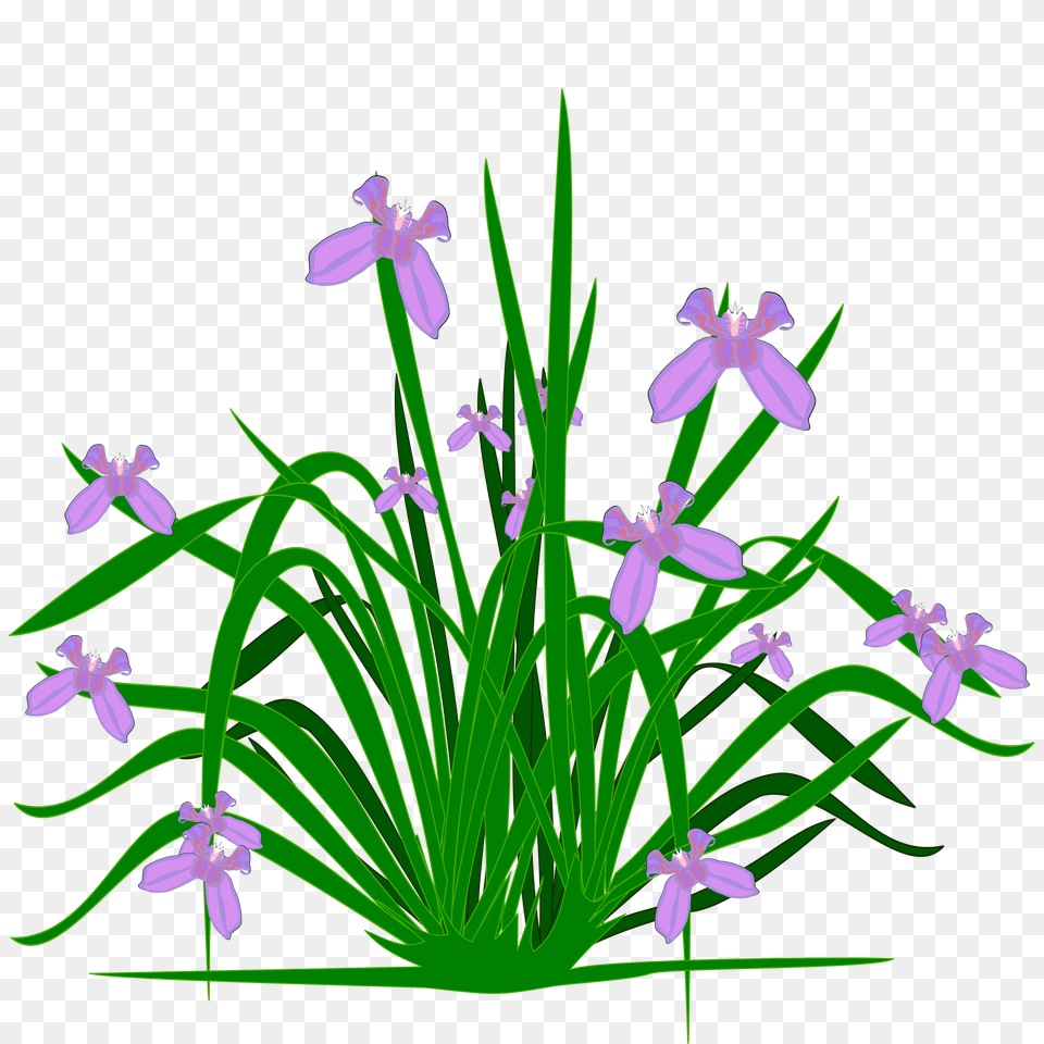 Plants And Flowers Clipart Clip Art, Flower, Iris, Plant, Purple Free Png Download