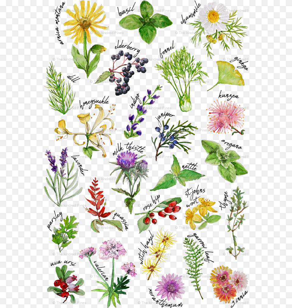 Plants And Herbs Alphabet Wallpaper Alphabet Plants, Plant, Herbal, Flower, Daisy Png