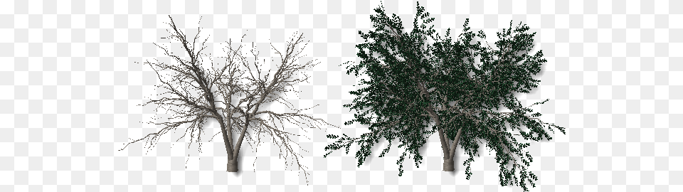 Plants Arboles Sin Hojas, Plant, Tree, Tree Trunk, Potted Plant Png