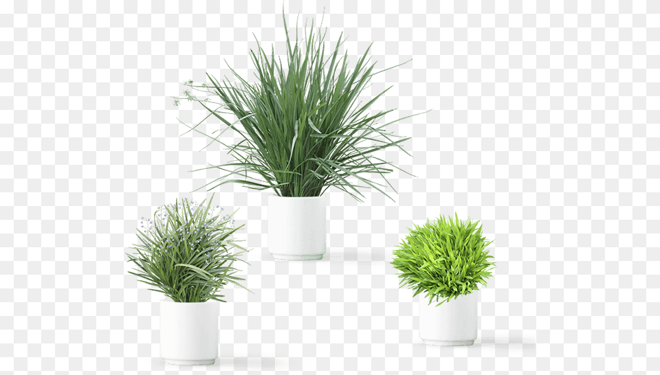 Plants Art, Grass, Jar, Plant, Planter Free Png Download