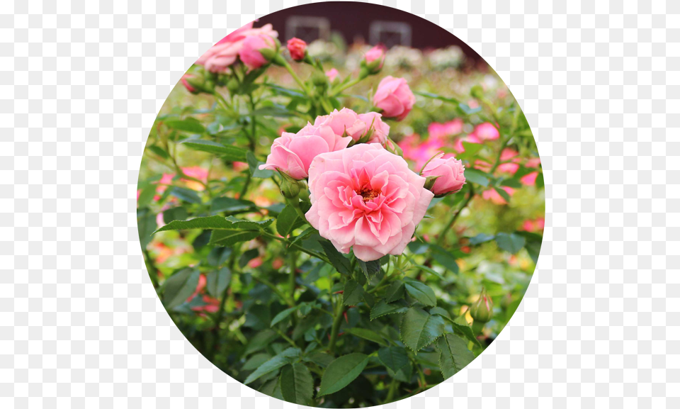 Plants Best Selection In Eastern Ct Burnetts Country Gardens Floribunda, Flower, Geranium, Petal, Photography Free Png