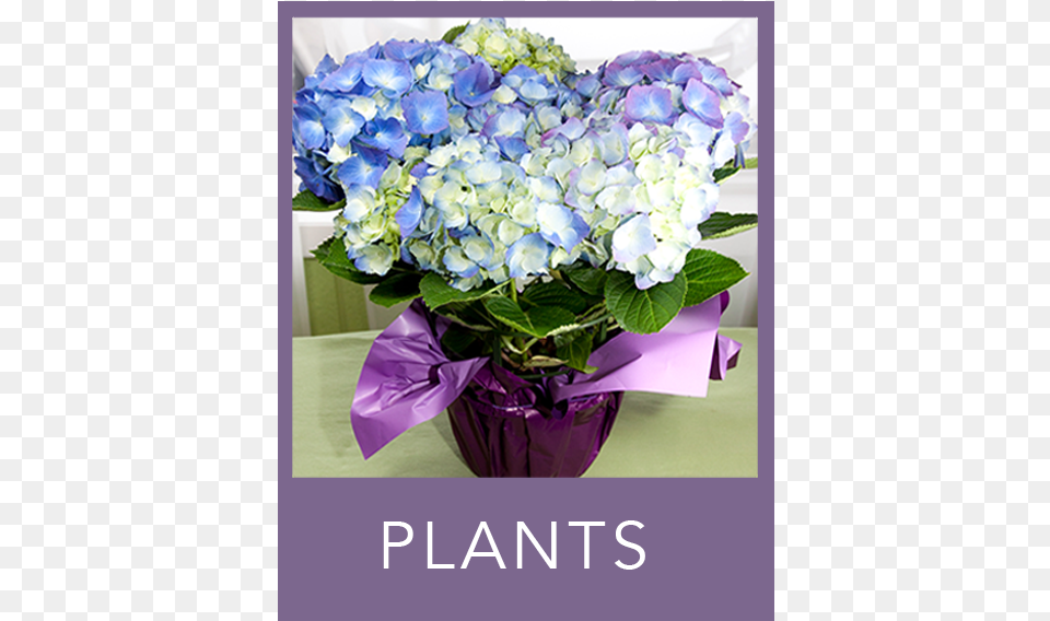 Plants Bouquet, Flower, Flower Arrangement, Flower Bouquet, Plant Free Png Download
