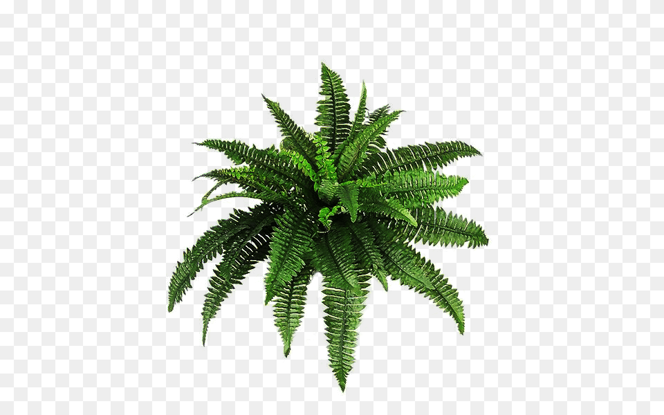 Plants Bush, Fern, Plant, Leaf Png Image