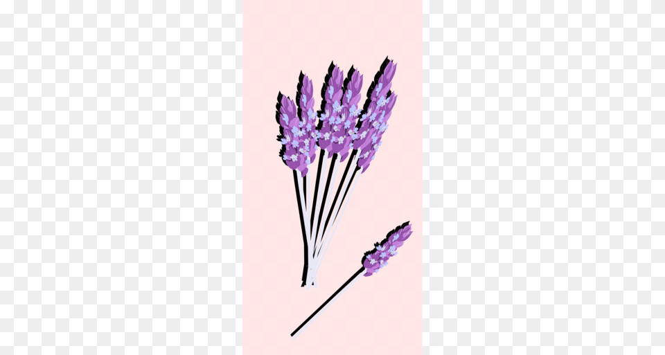 Plants Clipart, Flower, Lavender, Plant, Purple Png