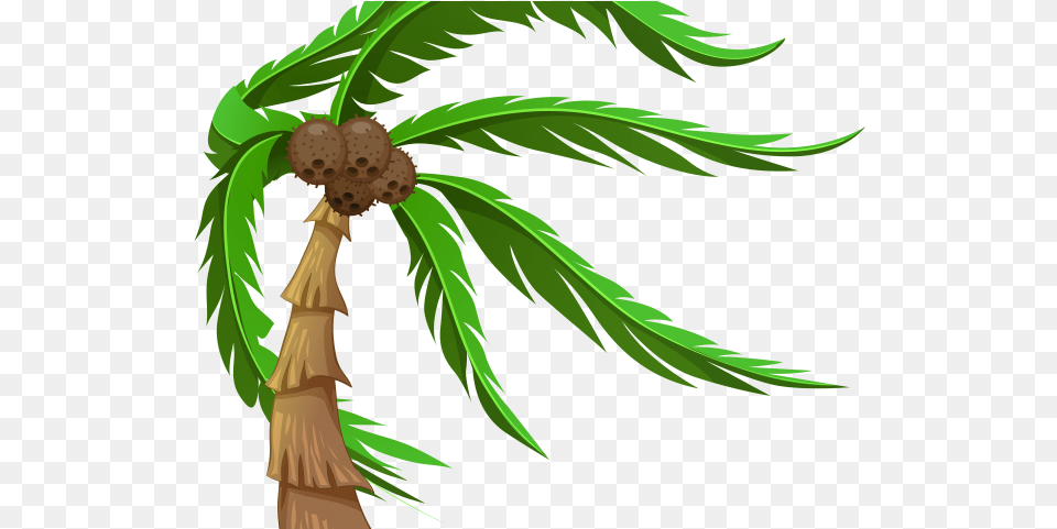 Plants Clipart Coconut Tree Coconut Tree With Brown Coconuts, Palm Tree, Plant Free Png