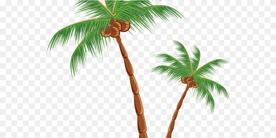 Plants Clipart Coconut Tree Palm Tree With Coconuts, Palm Tree, Plant Png