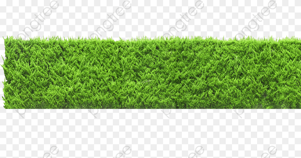 Plants Clipart Green Wall Green Wall, Fence, Grass, Hedge, Moss Png Image