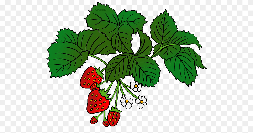Plants Clipart Strawberry, Berry, Produce, Plant, Fruit Free Png Download