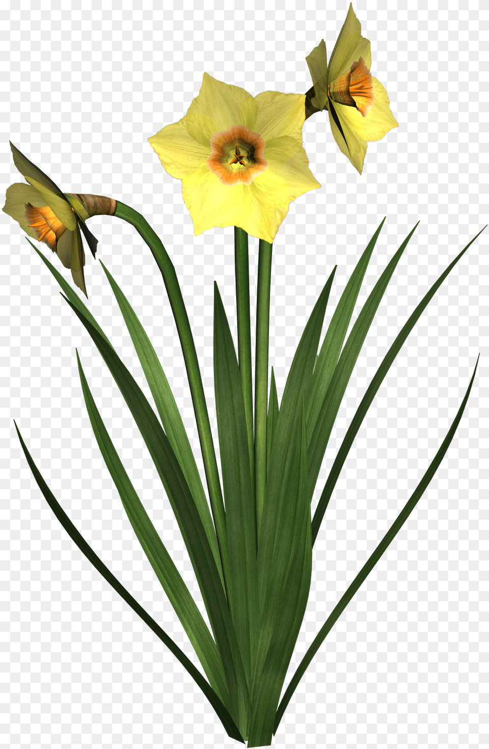 Plants Clipart Transparent Background Daffodil Flower Transparent Background, Plant Png Image