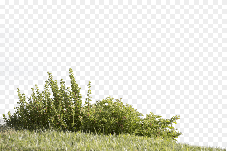 Plants Cut Out, Vegetation, Grass, Herbs, Plant Free Png