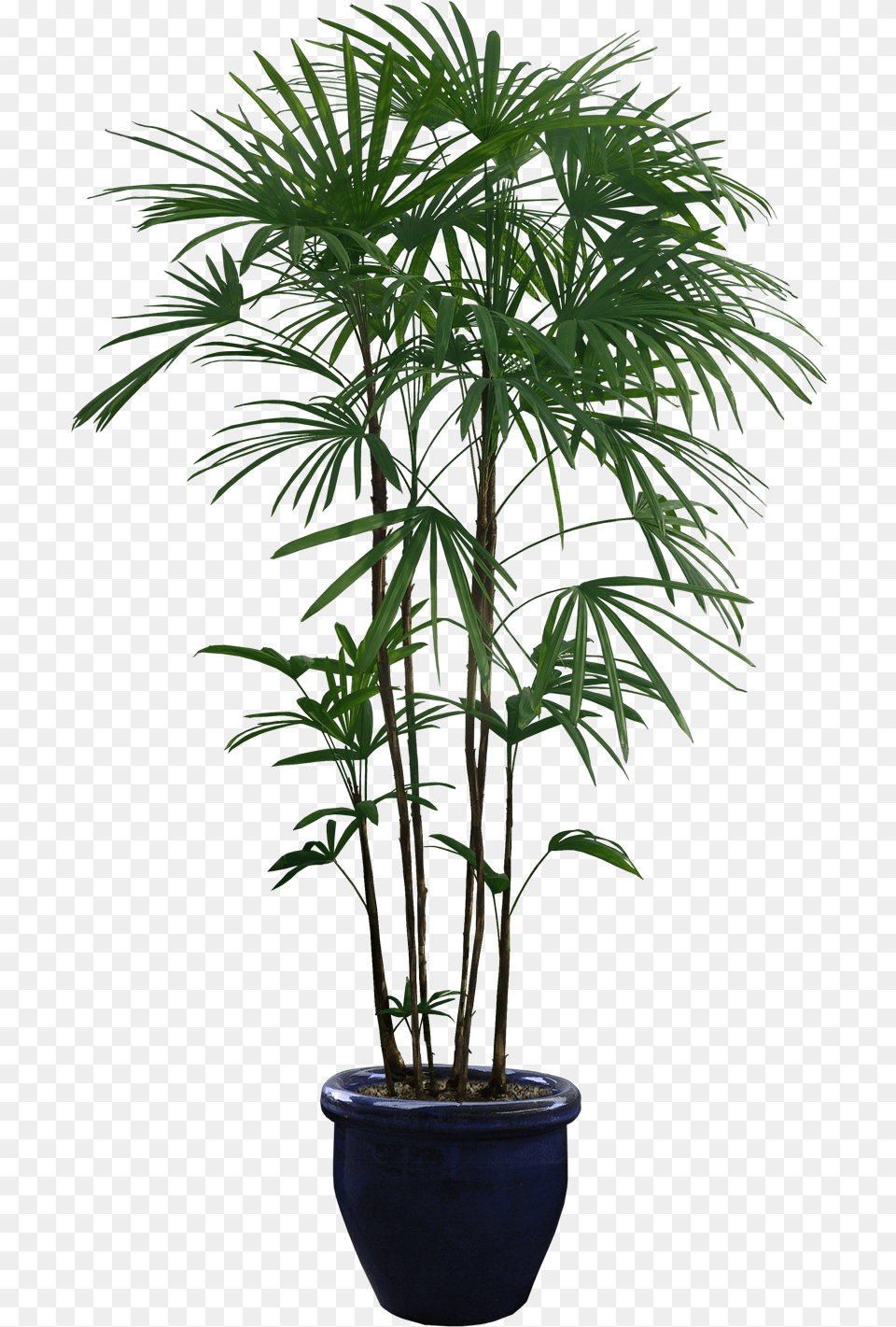 Plants Cut Out, Leaf, Palm Tree, Plant, Potted Plant Free Transparent Png