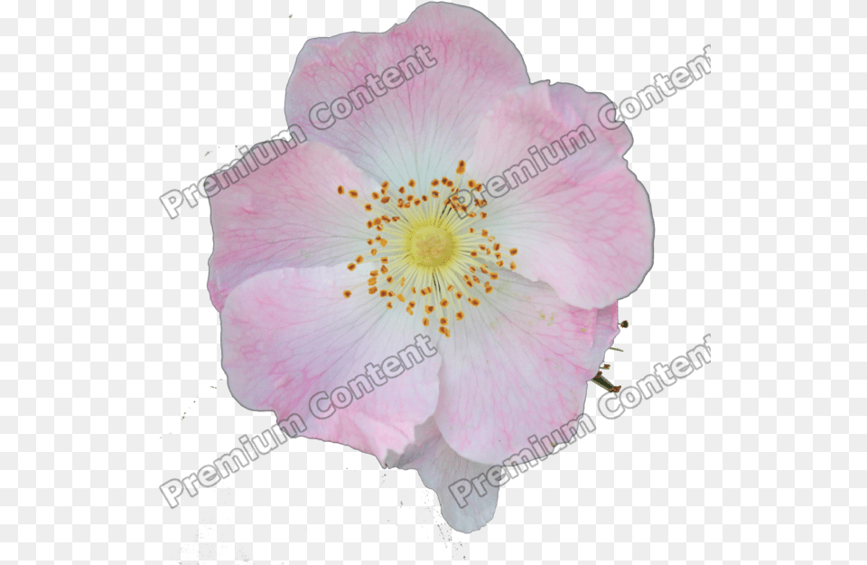 Plants Decals Rosa Canina, Anemone, Flower, Petal, Plant Free Transparent Png