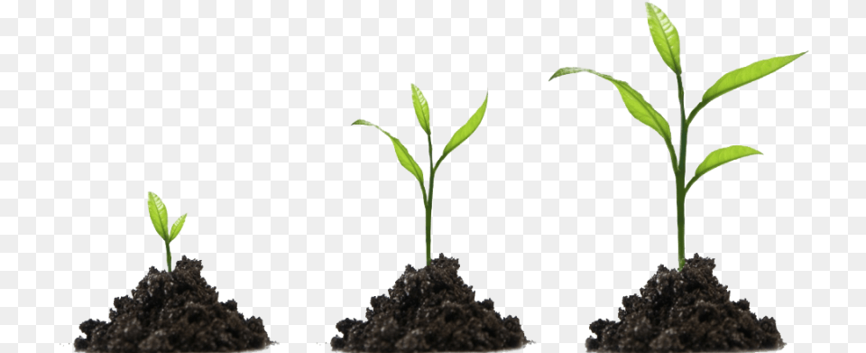 Plants Development, Soil, Plant, Sprout, Leaf Png