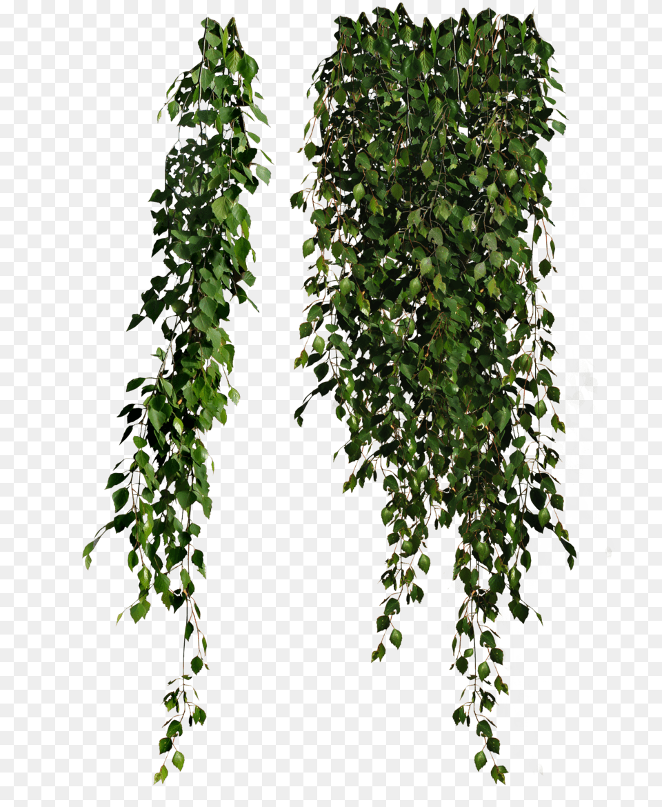 Plants Falling, Plant, Vine, Leaf, Ivy Png Image