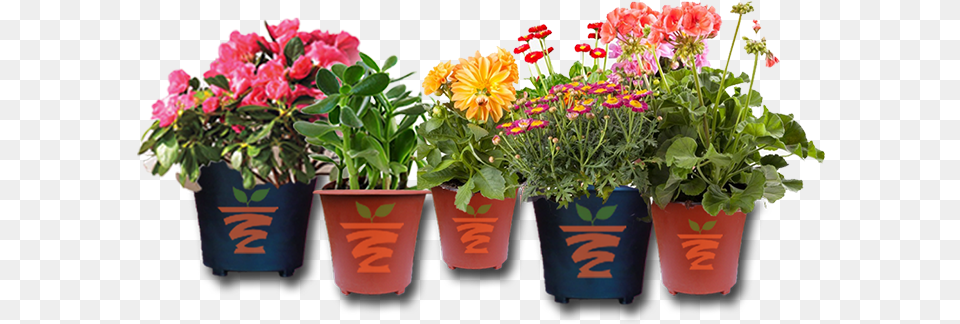 Plants Flower Plant Pot, Flower Arrangement, Geranium, Potted Plant, Flower Bouquet Png