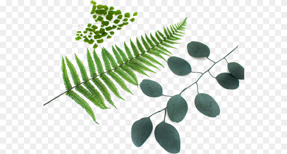 Plants For Moss Wall Fern, Leaf, Plant Free Transparent Png