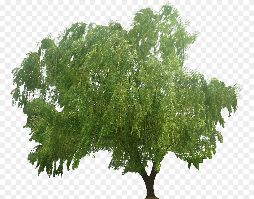 Plants For Photoshop, Plant, Tree, Willow, Vegetation Free Transparent Png