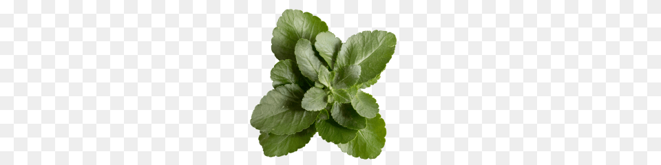 Plants Graphicscrate, Herbs, Leaf, Plant, Herbal Png Image