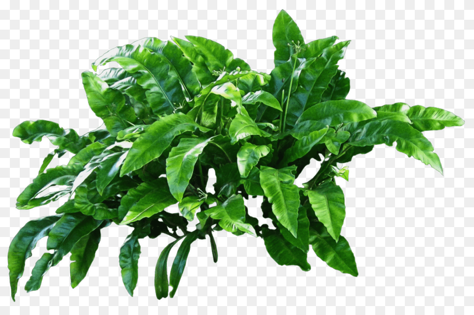Plants Green, Leaf, Plant, Food, Leafy Green Vegetable Free Png Download
