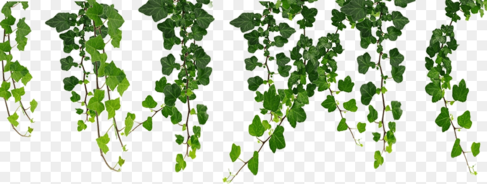 Plants Green Background Vines, Plant, Vine, Leaf, Ivy Free Png