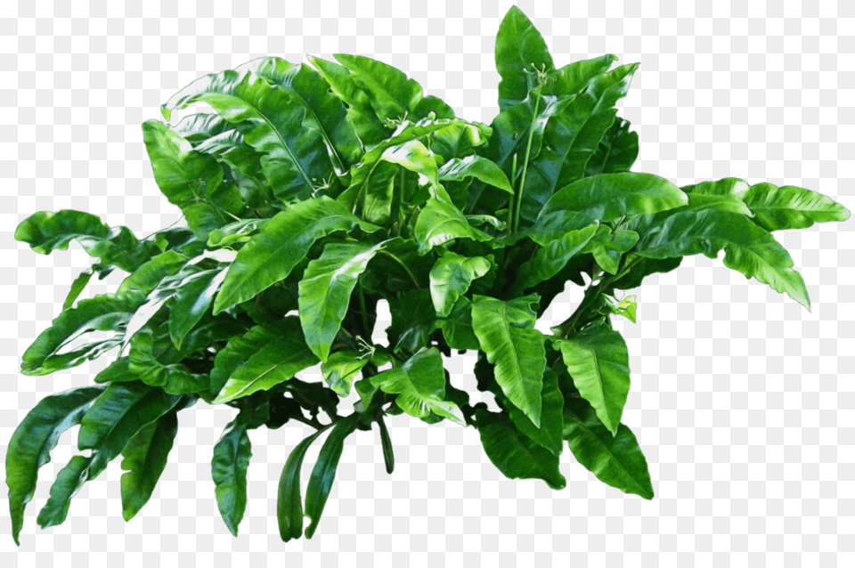 Plants Green Transparent Plant, Leaf, Food, Leafy Green Vegetable, Produce Png Image