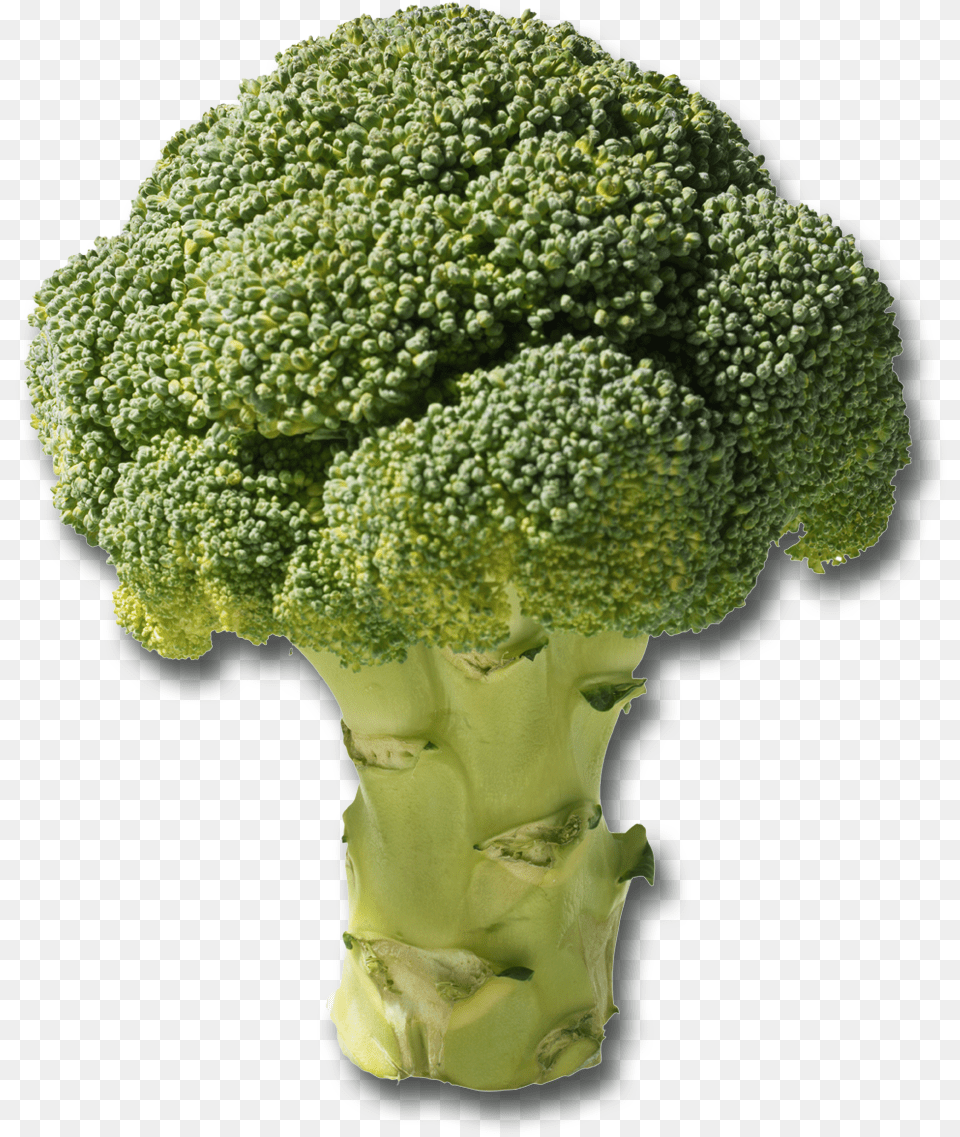 Plants Grow In Loam Soil, Broccoli, Food, Plant, Produce Png Image