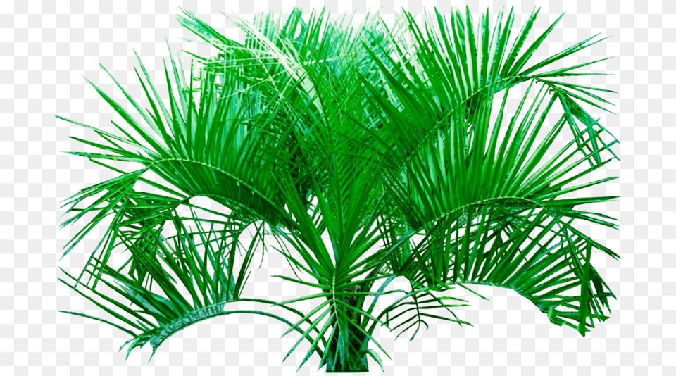 Plants Hd Background Tropical Plants Background, Palm Tree, Plant, Tree, Leaf Free Transparent Png