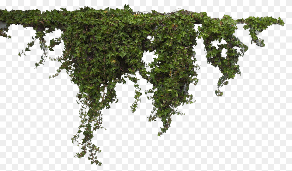 Plants Header, Moss, Plant, Vine, Tree Free Png