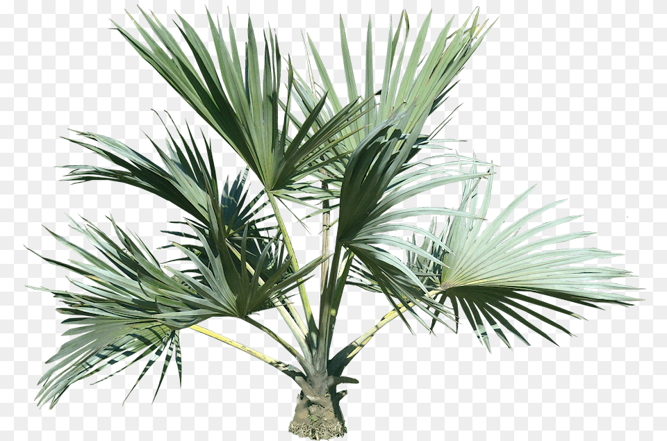 Plants Images Tropical Plant Small Palm Tree, Palm Tree, Leaf Free Transparent Png