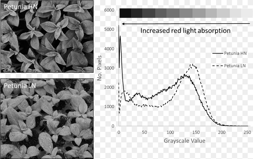 Plants In Plan Hydrangea, Leaf, Plant, Electronics, Mobile Phone Free Png