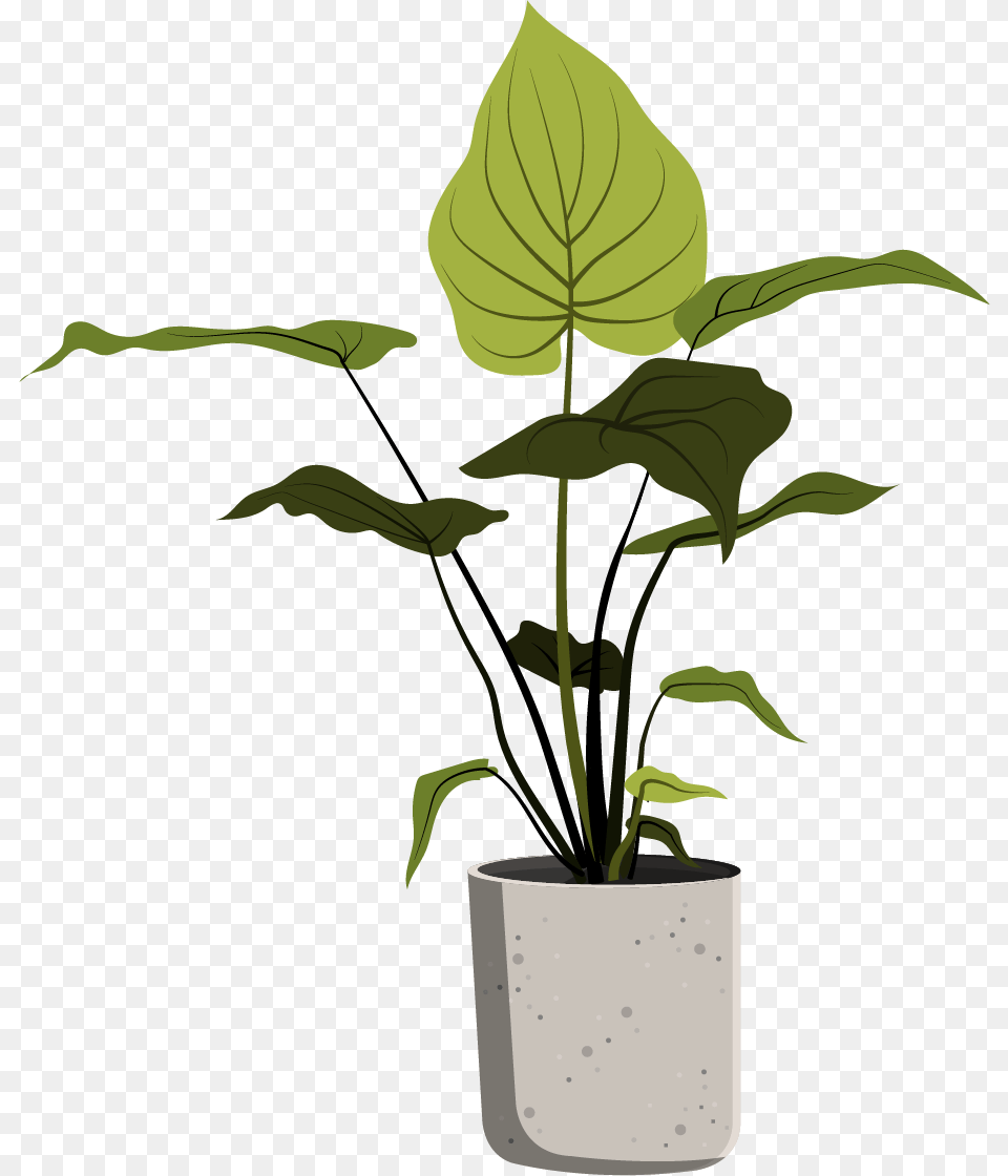 Plants In Pots Sketch, Flower, Leaf, Plant, Flower Arrangement Png