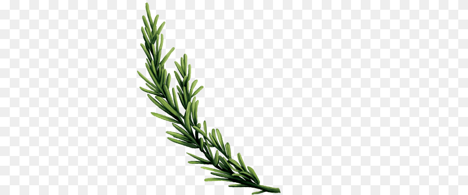 Plants Index Seedlip, Conifer, Fir, Plant, Tree Free Png