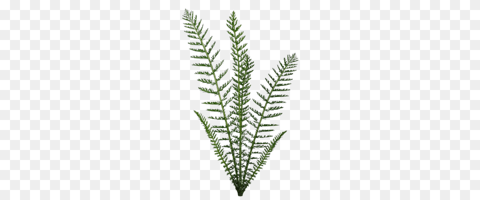 Plants Katrin, Fern, Leaf, Plant Free Png Download