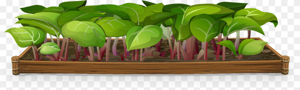 Plants Nursery Background Hd, Plant, Potted Plant, Food, Produce Free Png