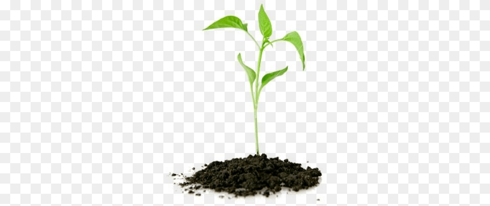 Plants Nursery Kazimingi Nursery Trees Reduce Greenhouse Gases, Soil, Plant, Sprout, Cross Png