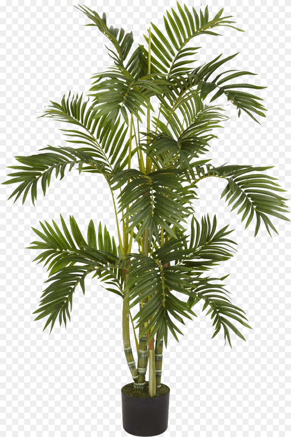 Plants Palm Plant Transparent, Leaf, Palm Tree, Tree Png