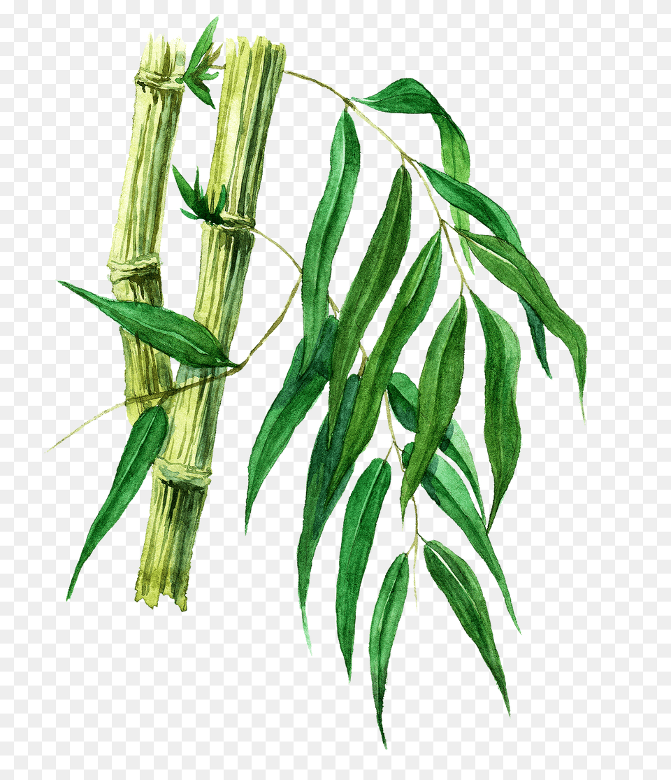 Plants Part Ii On Behance, Plant, Tree, Leaf, Bamboo Free Transparent Png