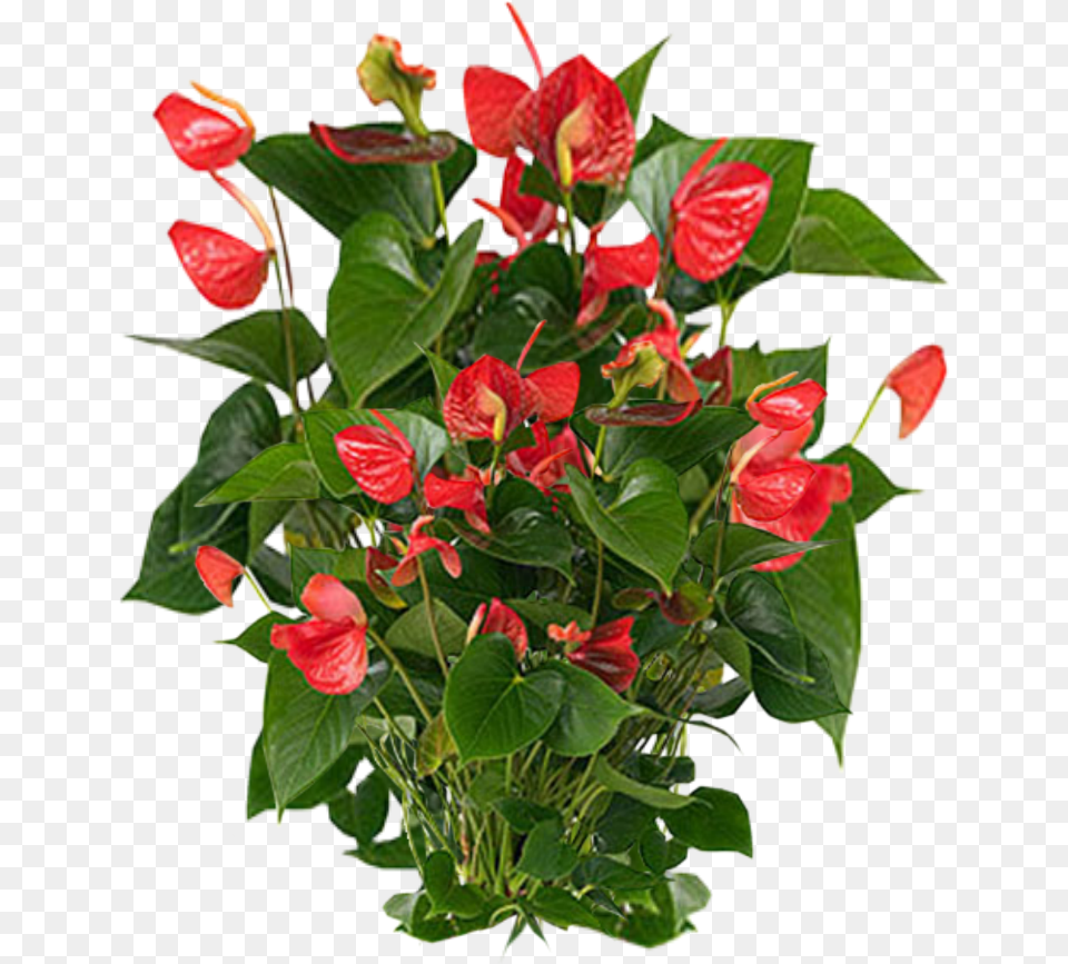 Plants Photos Vector Clipart Psd Cy Hng Mn, Flower, Plant, Flower Arrangement, Anthurium Free Png