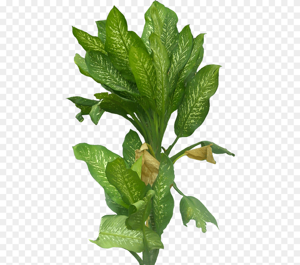 Plants Photoshop Collage, Leaf, Plant, Flower, Food Png