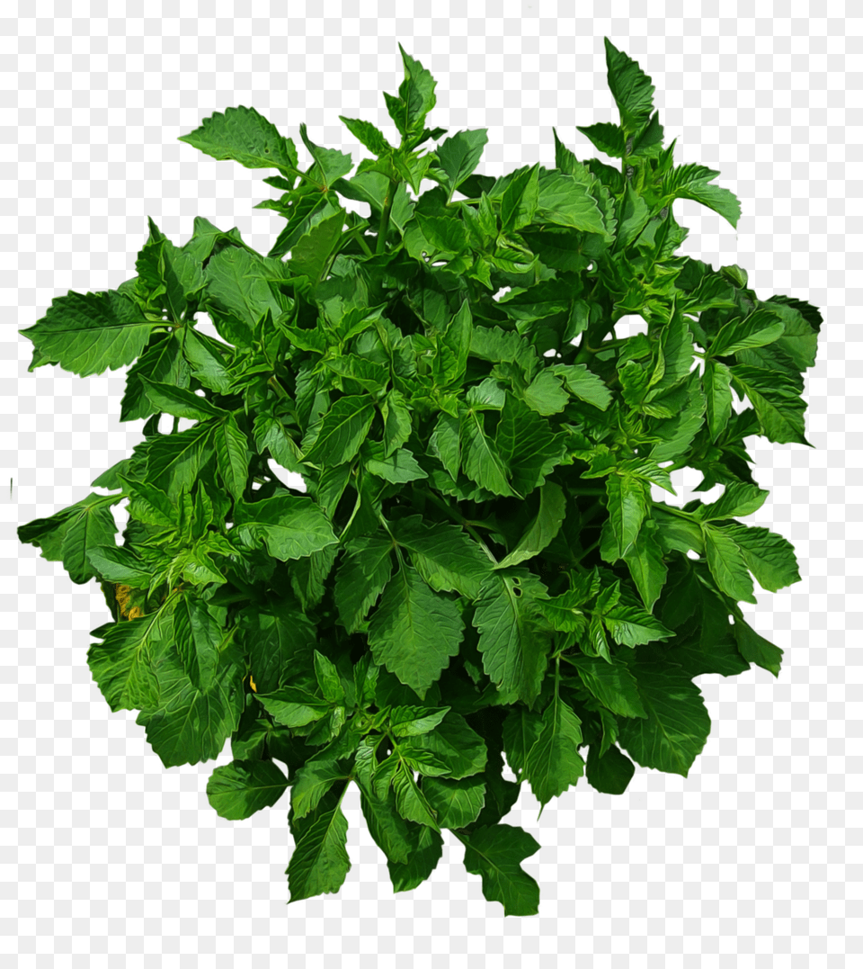 Plants Plan Top View, Herbal, Herbs, Mint, Plant Png