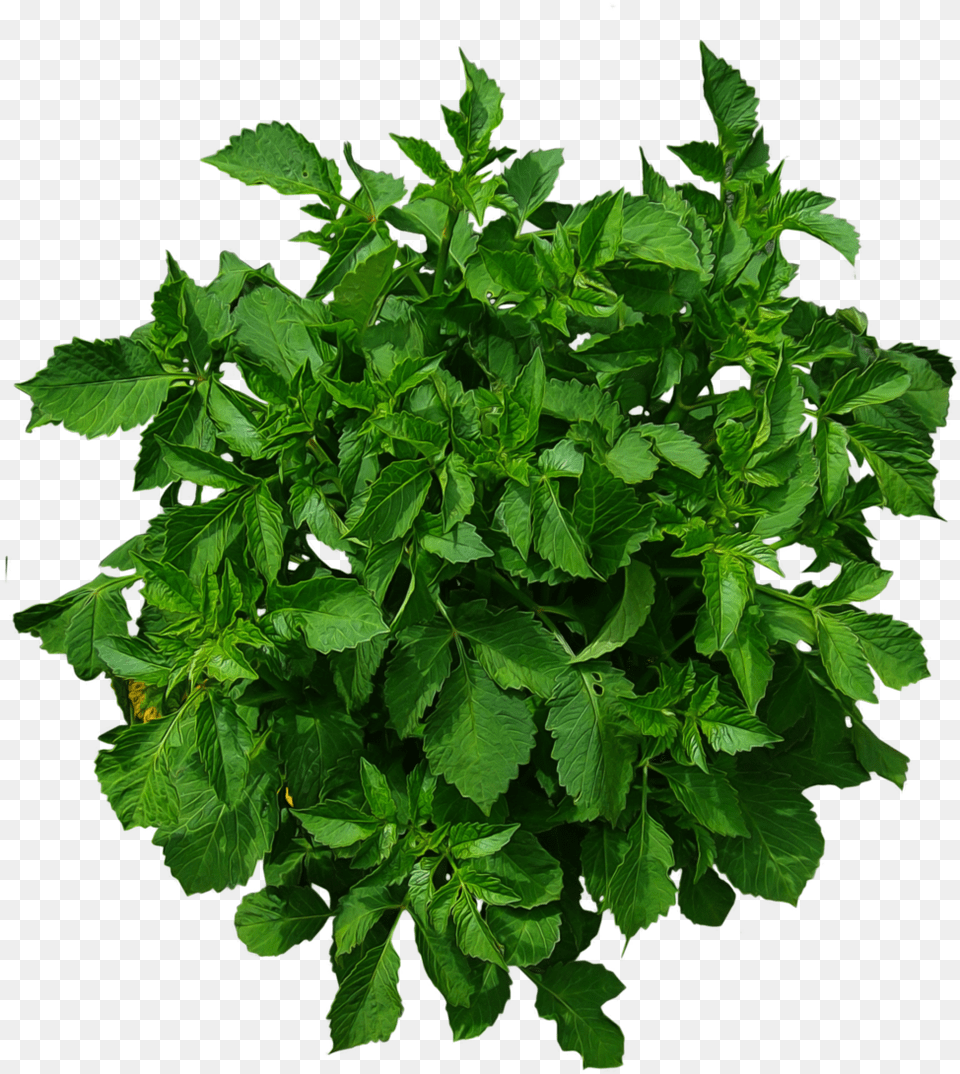 Plants Plan Top View Shrub Plan View, Herbal, Herbs, Leaf, Mint Free Transparent Png